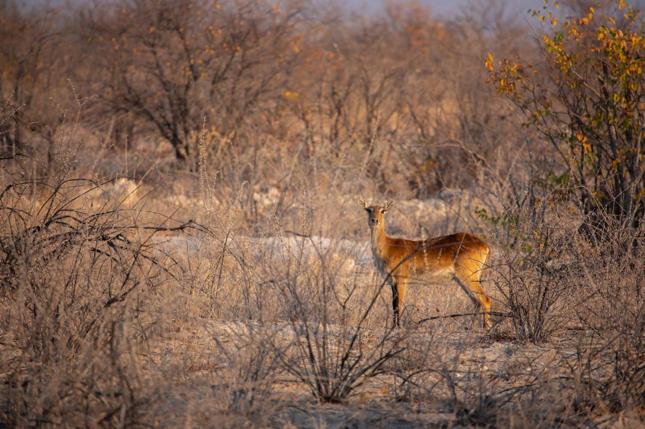 فندق أوكاوكويجوفي  Etosha Trading Post Campsite المظهر الخارجي الصورة