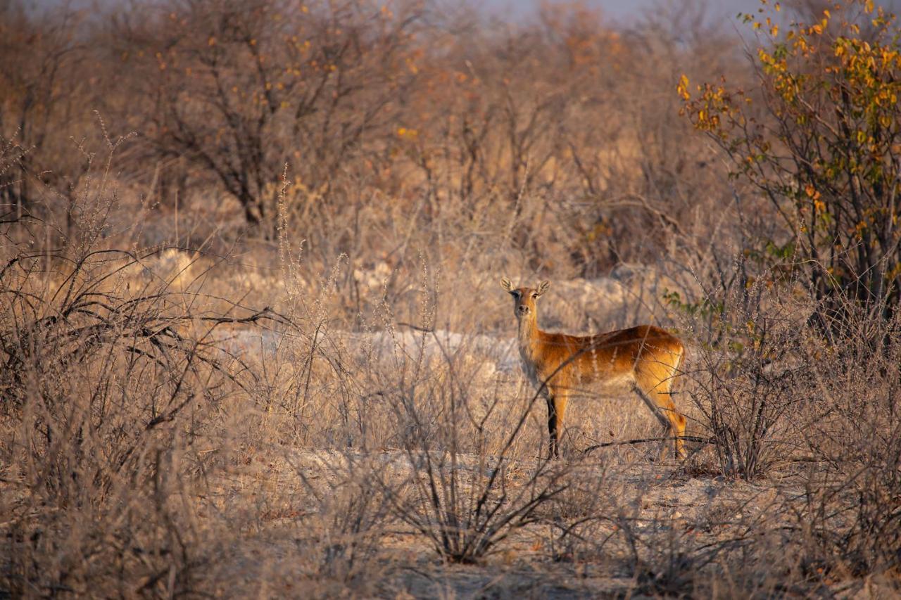 Etosha Trading Post Campsite أوكاوكويجو المظهر الخارجي الصورة
